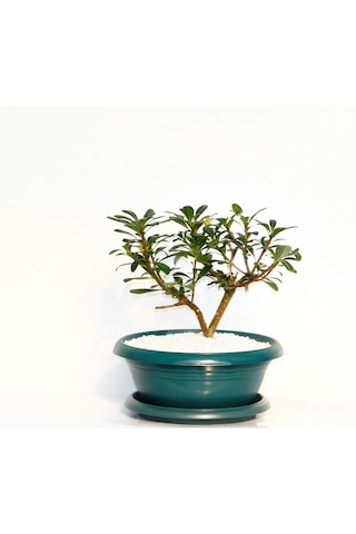 Bonsai Pitosporum Yıldız Çalısı - 7 Yaşında Yeşil Saksı