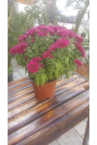 Kasımpatı Krizantem, Chrysanthemum Çiçeği Pembe 10-20 Cm
