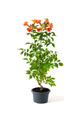 Dolgun Ve Büyük Çiçekli Turuncu Acem Borusu Çiçeği 50-70cm Saksılı Campsis Radicans
