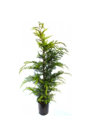 Videolu Favori Leylandi Çam Fidanı 70-100 Cm 1 Adet Saksılı Dış Mekan Cupressocyparis Leylandii