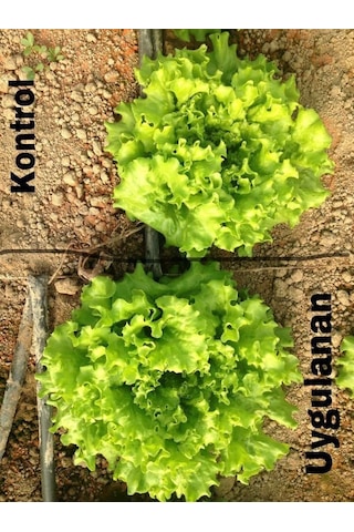 Agroege Bosteer Sülfasit - Toprak Ph Düzenleyici 20 Litre