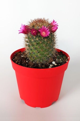 Mammillaria Spinosissima Lila Çiçekli Kaktüs Özel Tür 8.5 Saksıda