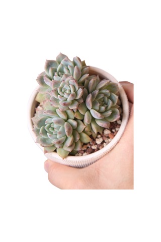 Echeveria Frost Flower - Sukulent Haangarden