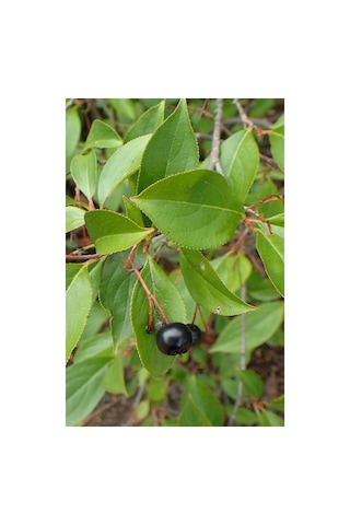 Aronya Fidanı Aronia Berry 10-20 Cm