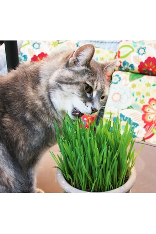 Doğal Kedi Çimi, Buğday Tohumu, 1 Kg