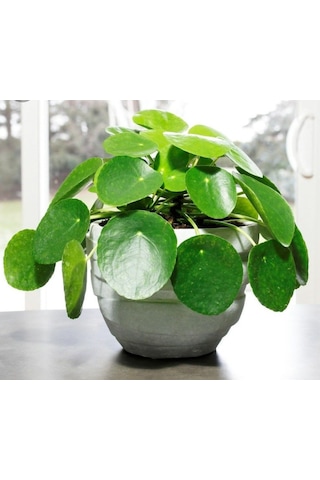Pilea Peperomioides - Para Bitkisi 20-40 cm