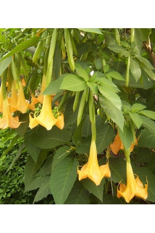 Cennet Borazanı Boru Çiçeği Yoğun Kokulu Sarmaşık 30-50 Cm