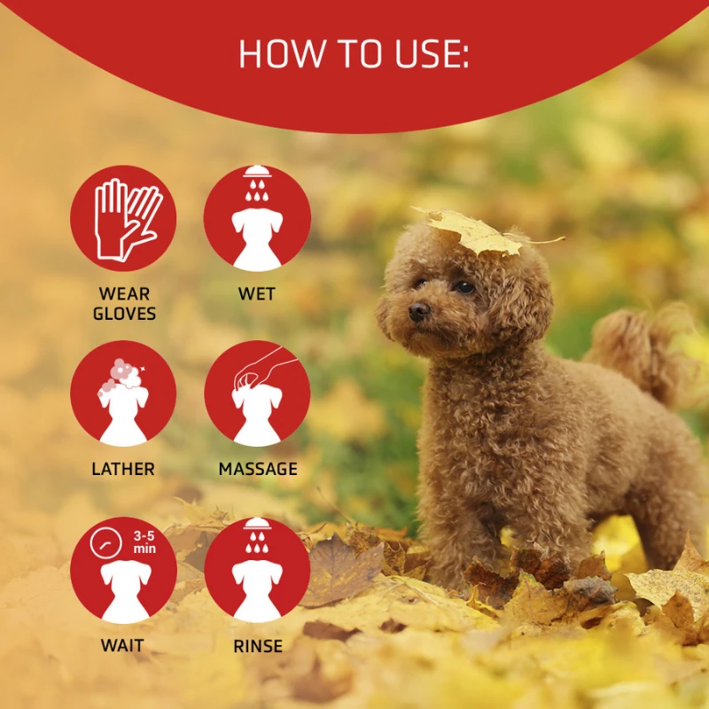 Scarlet Poodle Irkına Özel Renk Arttırıcı Şampuan 300 Ml