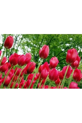 Burgundy Lace Kırmızı Lale Soğanı 5 Adet