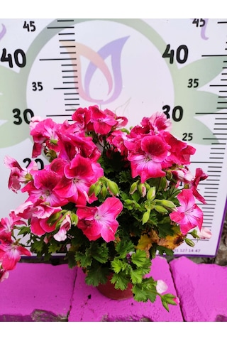 Pembe Ceylangözü Sardunya Pelargonium Domesticum - Renkli Süs Bitkisi