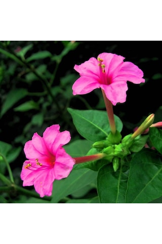 Akşam Sefası (Mirabilis jalapa)