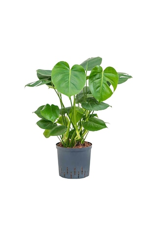 Monstera Deliciosa Deve Tabanı 60-80 Cm Orta Boy
