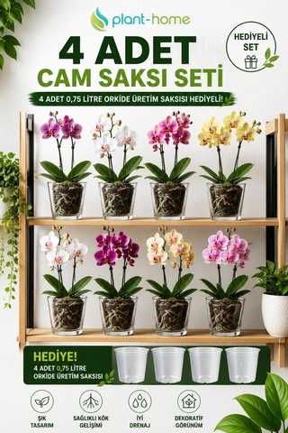 4 Adet Cam Orkide Saksısı Seti Şeffaf Dekoratif Cam Saksı + 4 Adet 0,75 Litre Orkide Üretim Saksısı Hediyeli
