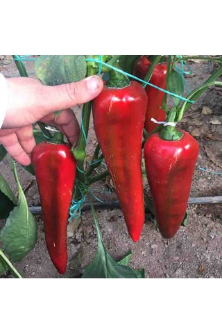 Közlemelik Biber 500 Tohumu Oturak Tipi