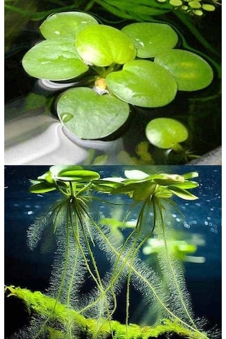 Amazon Frogbit Su Üstü Bitkisi 1 Adet