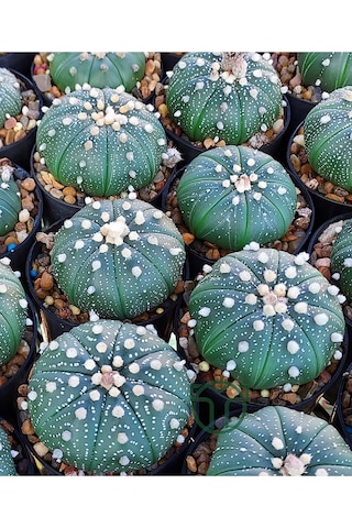 Astrophytum Asterias Serisi 1 Adet Nadir Koleksiyon Kaktüs 5.5 Cm Kahverengi Saksıda