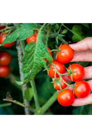 Çeri Domates Tohumu Cherry Domates Tohumu 1000 Adet Tohum