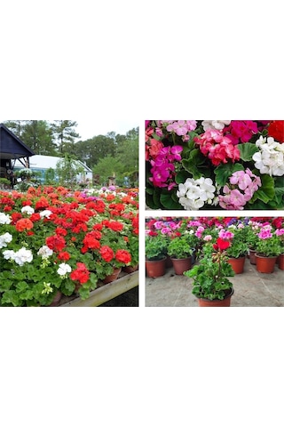 Serada Decor Plant Bordo Sakız Sardunya Çiçeği Saksılı