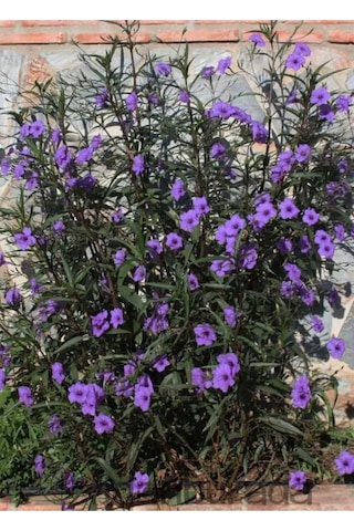 Meksika Petunyası Çiçeği - Ruelya Ruellia 120-150 Cm