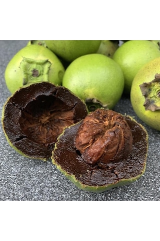 Tüplü Black Sapota Çikolata Meyvesi Ağacı Fidanı 30-70 Cm Tüplü Black Sapota Çikolata Meyvesi Ağacı Fidanı 30-70 Cm