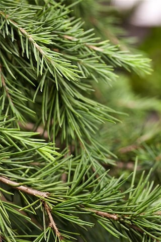 Himalaya Sedir Fidanı 2 Yaşında Tüplü