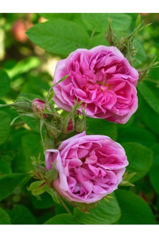 Avantajlı Isparta Gülü Yoğun Kokulu Pembe Renkli Reçellik 30 60 Cm 1 Adet Tüplü Aşılı Gül Pink Rose