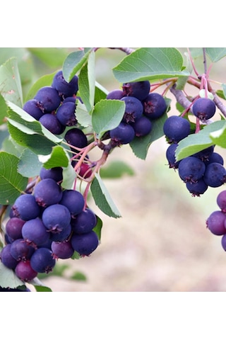 3 Yaş Tüplü Saskatoon Berry Northline 80-100 Cm