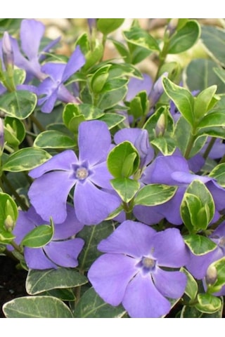 Beyaz Alaca Yapraklı Vinca Major Variegata Cezayir Menekşesi 20-40cm