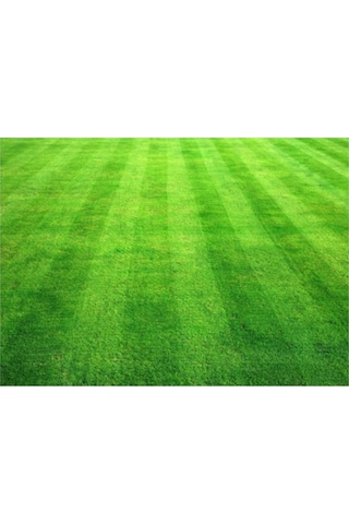 Bermuda Çim Tohumu Uganda Çim Tohumu 500 Gr