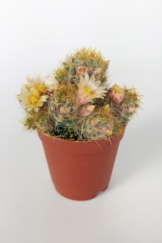 Mammillaria Prolifera Teksas Meme Kaktüsü Krem Çiçek Açan Kaktüs