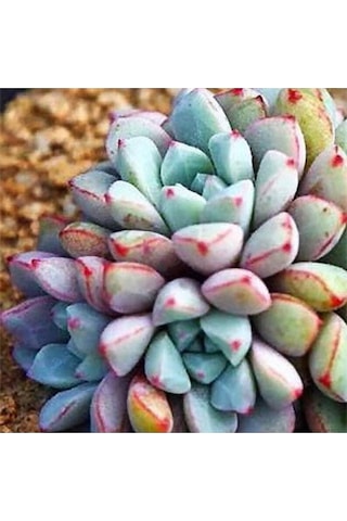 10 Adet Colorful Succulent Varity Tohumu