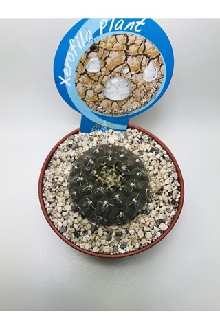 Gymnocalcycium Stellatum Özel Tür Kaktüs