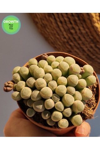 Fenestraria Rhopalophylla Bebek Parmakları Sukulenti 1 Adet