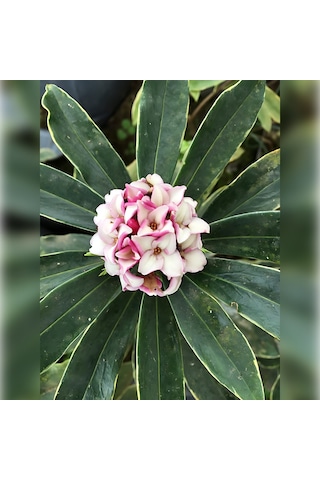 Kafkas Gülü Daphne Kokulu 40-60 Cm