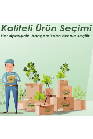 3 Yaş Mayer Yediveren Limon Fidanı Saksılı-Üzeri Meyveli