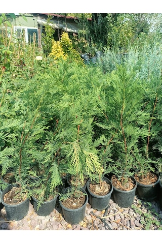 Leylandi Fidanı 40-60 Cm 5 Adet