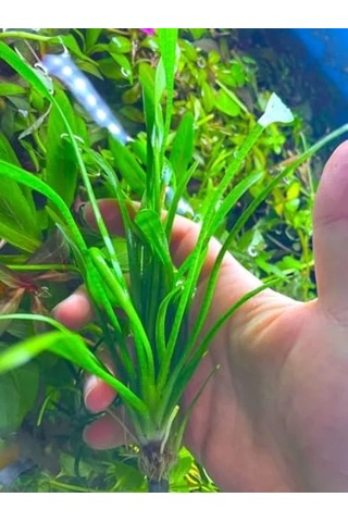 1 Bağ 2-4 Kök Akvaryum Bitkisi - Sagittaria Subulata
