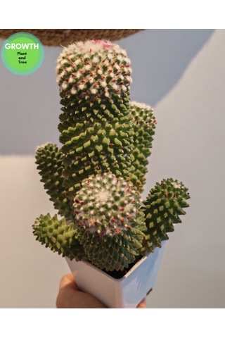 Mammillaria Bucareliensis Kaktüs 1 Adet