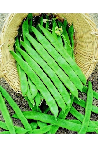 Yerli Ata Tohumu Sırık Uzun Enli Geç Turşuluk Fasulye 25 G Alaca