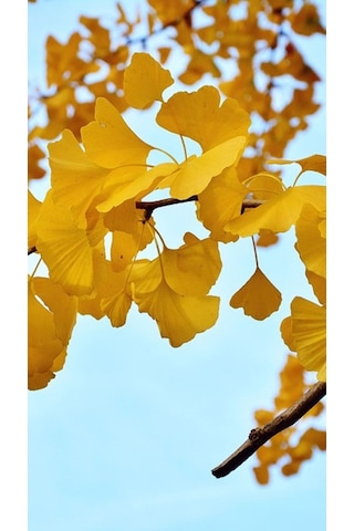 Mabet Ağacı Ginkgo Biloba Fidanı 20-30 Cm Boy