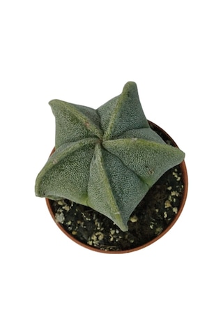 Nadir Kaktüs - Astrophytum Myriostigma - Astro Kaktüs