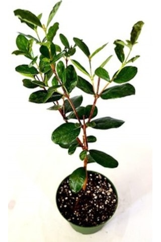 Kaymak Ağacı Feijoa Fidanı 2 Adet