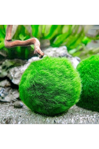 Marimo Moss Ball 3-4Cm Yosun Topu Canlı Bitki