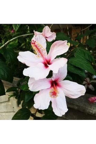 Serada Decor Plant Japon Gülü Beyaz Çiçeği Fidanı