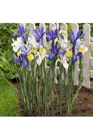 Karışık Renkli Iris Mix (Süsen) Soğanı 10 Adet - ADAFDN0035