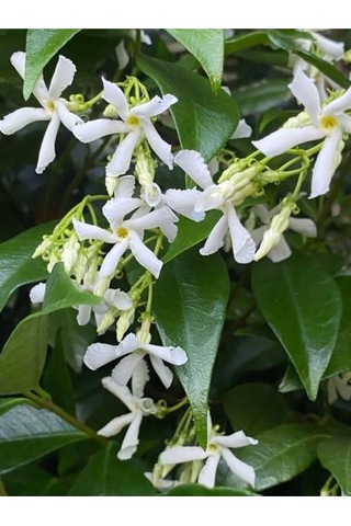 Yoğun Kokulu Ful Yasemin Çiçeği 1 Adet Saksılı/ Tüplü 40-50 Cm Star Jasmine