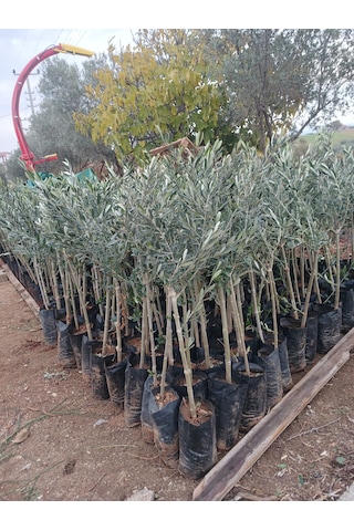 1 Yaş Gemlik Trilye Zeytin Fidanı