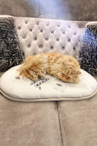Kiwi Yüksek Dansiteli Organik Pamuk Dokulu Kedi & Köpek Yatağı, Minderi, Matı 70x50 Cm