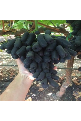 Tüplü Çekirdeksiz Finger Black Üzüm Fidanı