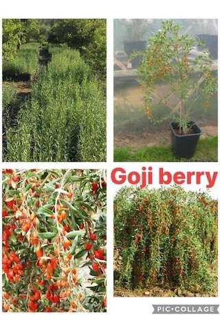 Gojiberry Fidanı 2 Adet 2 Yaş